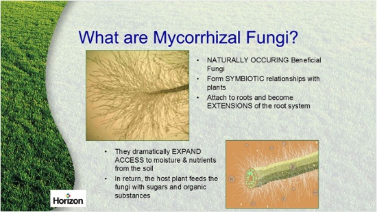 What_are_Mycorrhizal_Fungi.